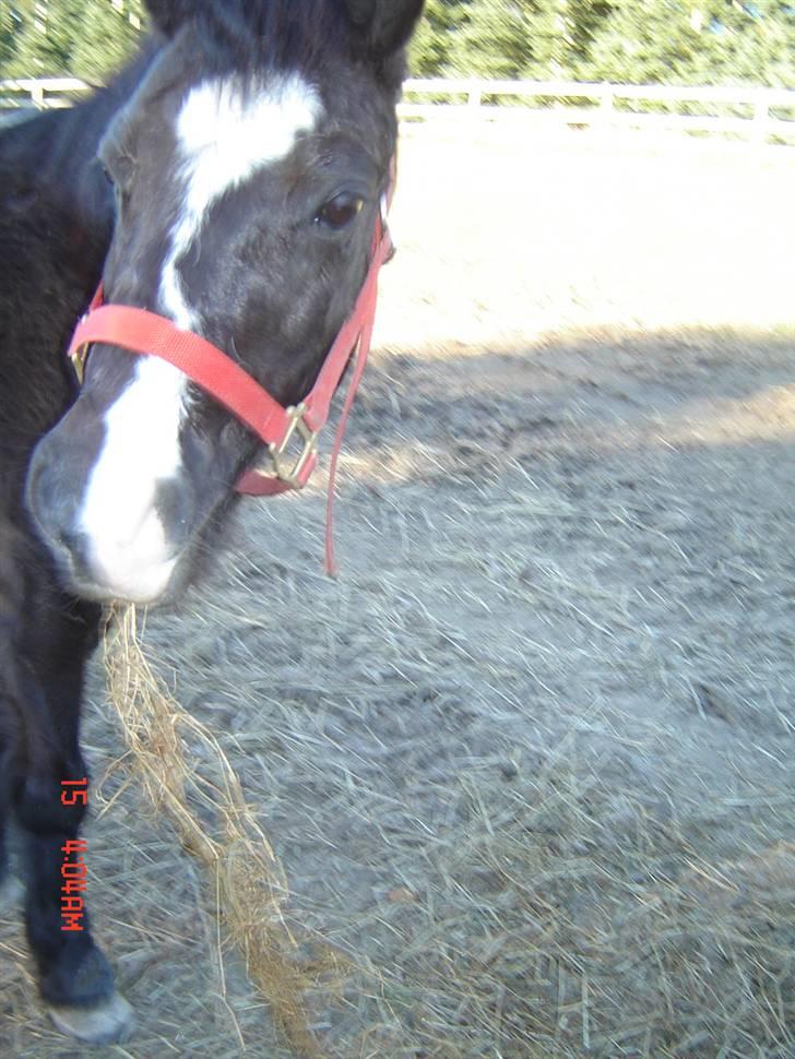 Anden særlig race Flicka GAMMELPART. - jeg savner dig. billede 1