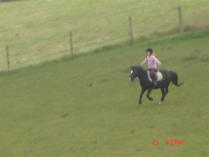 Anden særlig race Flicka GAMMELPART. - jeg savner dig. billede 4