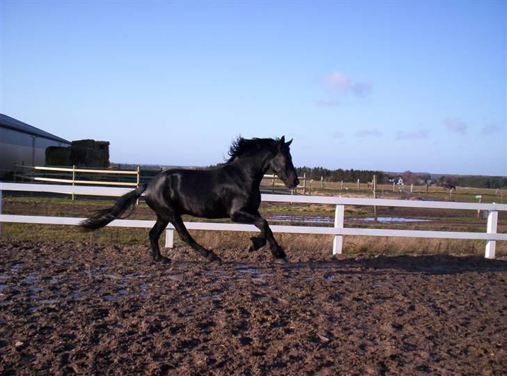 Frieser Sulveren - SOLGT - Fri galop... billede 1
