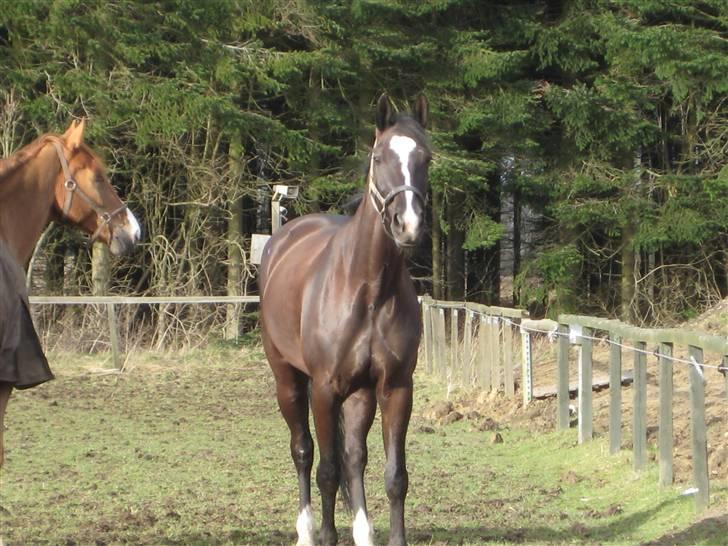 Dansk Varmblod Zarina Z  - - SE FILM MED HENDE - http://www.hestegalleri.dk/html/vid_vis.asp?VideoID=28915 ELLER DU KAN SE DENNE - http://www.hestegalleri.dk/html/vid_vis.asp?VideoID=28914 billede 1