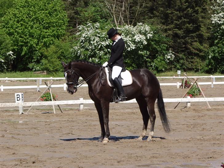 Dansk Varmblod Zarina Z  - står rigtig fint billede 4