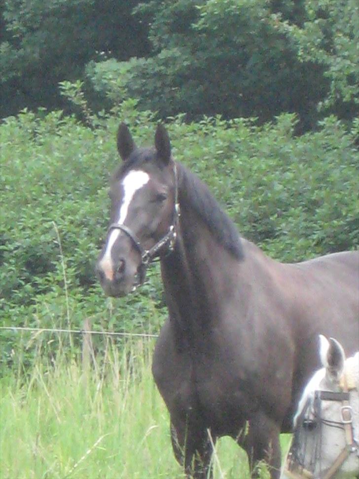 Dansk Varmblod Zarina Z  - kigger lidt<3 billede 6