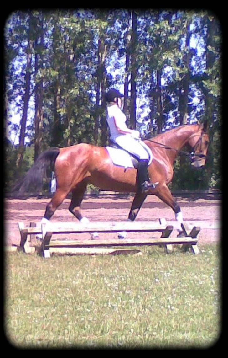 Anden særlig race Thilde *Solgt* - Lc2A dressur til 63,04%=1 plads :D taget af far billede 12