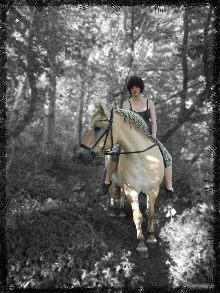 Fjordhest Bjarke Sax - d. 27/7-08 Foto: Krille/ Christina Evers billede 17