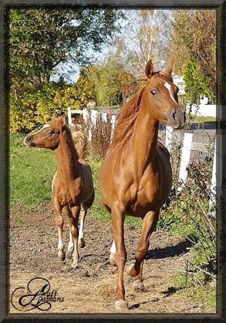 Arabisk fuldblod (OX) Aziza Zarafina billede 4