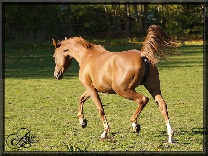 Arabisk fuldblod (OX) Aziza Zarafina billede 5