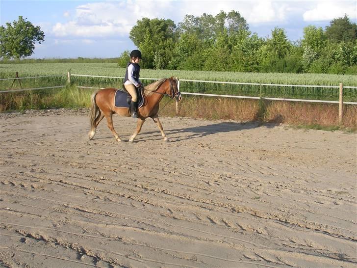 Welsh Mountain (sec A) Dankirkeby William SOLGT - "NYT" Nathasja & William i trav d. 12.6.08 billede 2