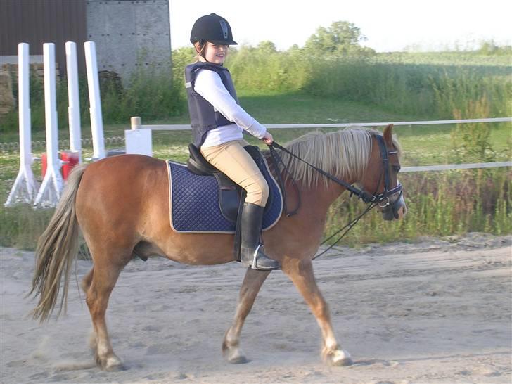 Welsh Mountain (sec A) Dankirkeby William SOLGT - "NYT" Nathasja & William  d. 12.6.08 billede 4