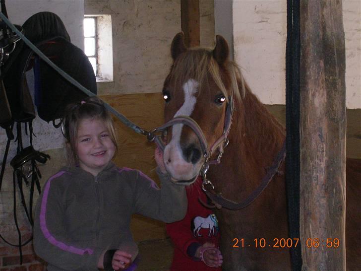 Welsh Mountain (sec A) Dankirkeby William SOLGT - Min datter Nathasja sammen med William billede 6