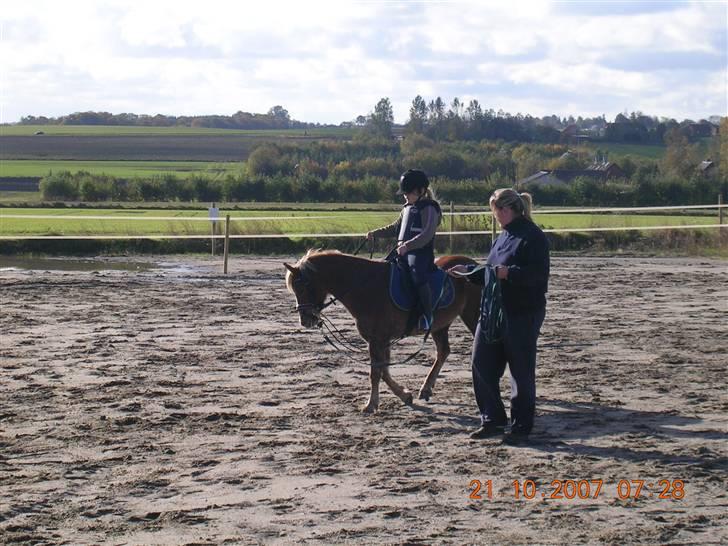 Welsh Mountain (sec A) Dankirkeby William SOLGT - Nathasja og william´s første ridetur billede 8