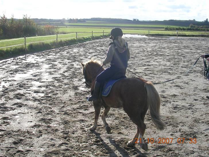 Welsh Mountain (sec A) Dankirkeby William SOLGT - Nathasja og william´s første ridetur billede 10