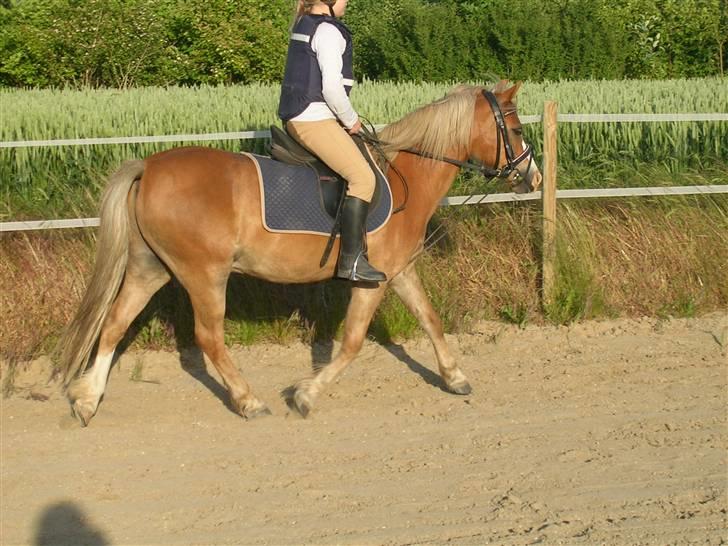 Welsh Mountain (sec A) Dankirkeby William SOLGT - "NYT" Nathasja & William i trav d. 12.6.08 billede 11