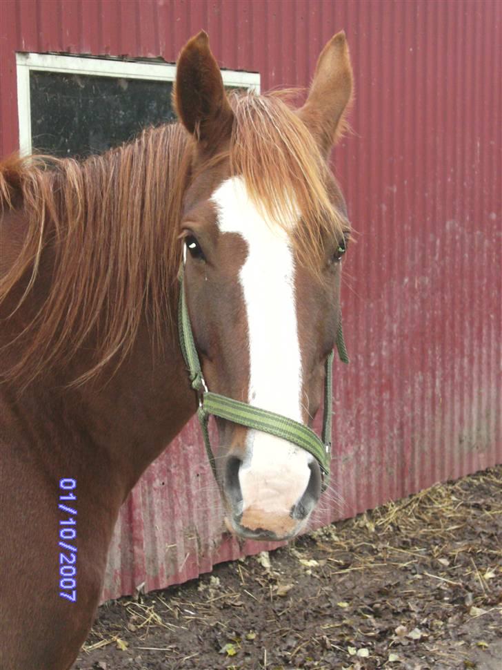 Anden særlig race chillie RIP - hvad har du gang i  billede 2
