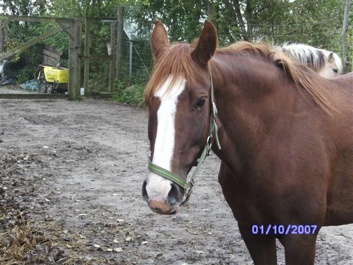 Anden særlig race chillie RIP billede 3