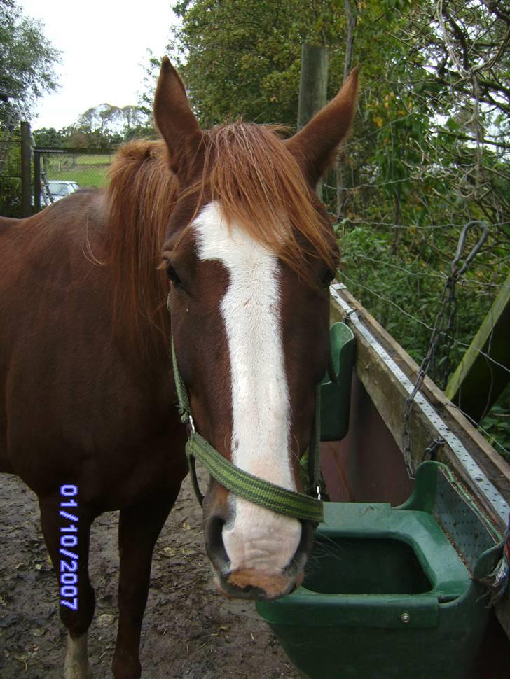 Anden særlig race chillie RIP billede 4