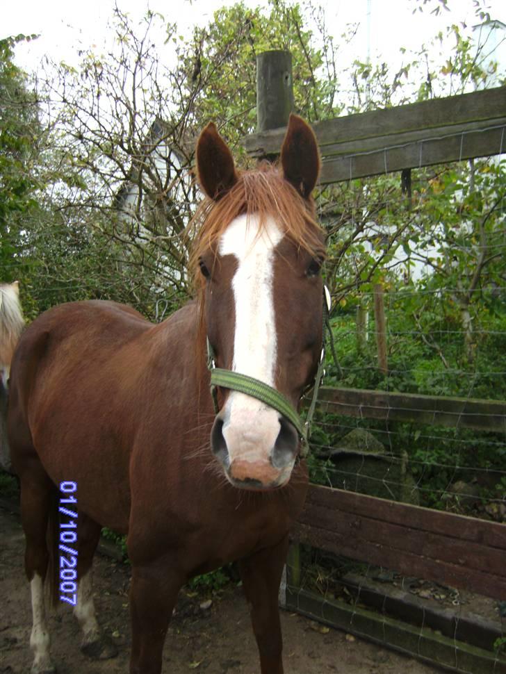 Anden særlig race chillie RIP billede 5