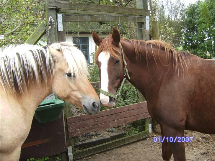 Anden særlig race chillie RIP billede 6