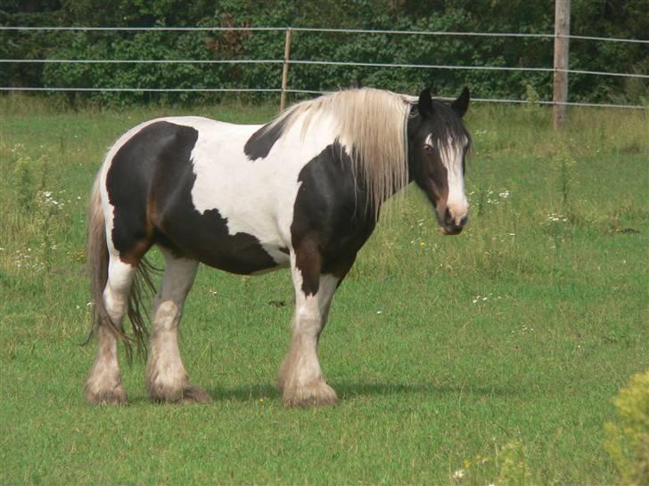 Irish Cob Sweety billede 9