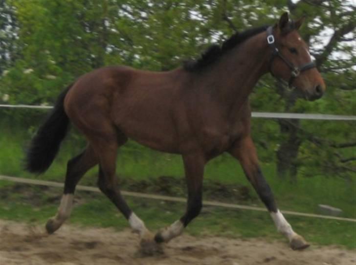 Dansk Varmblod Graversgaards Cyril billede 16