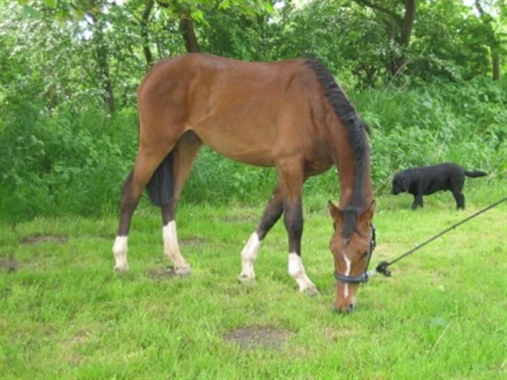 Dansk Varmblod Graversgaards Cyril billede 17
