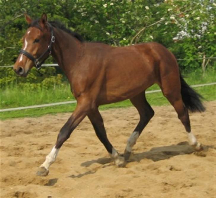 Dansk Varmblod Graversgaards Cyril billede 18