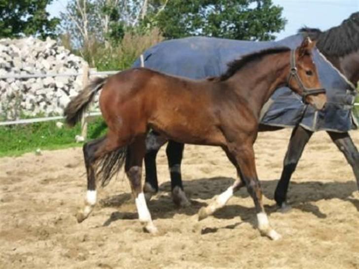 Dansk Varmblod Graversgaards Cyril billede 19