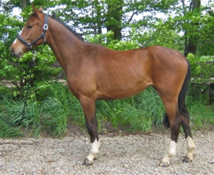 Dansk Varmblod Graversgaards Cyril billede 20