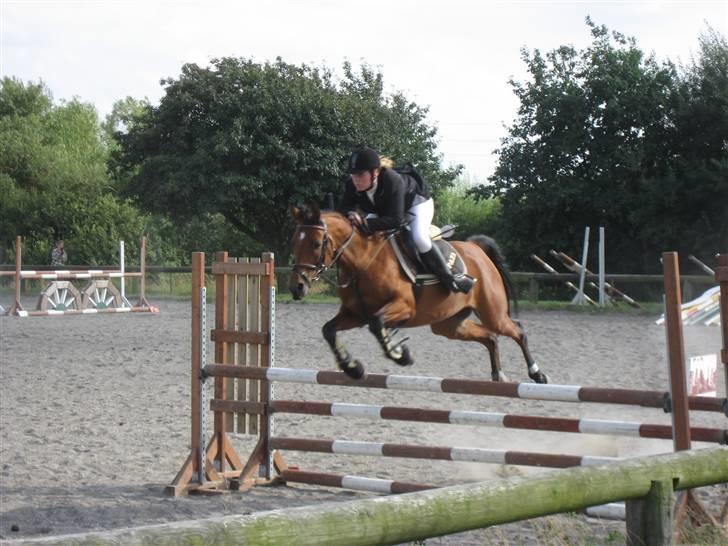 Arabisk fuldblod (OX) Ipaya solgt billede 18