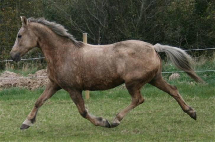 Anden særlig race Goldie - Se hvor jeg kan (: billede 8