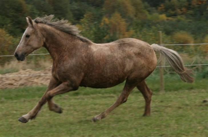 Anden særlig race Goldie - Gadagung :p Jeg kan gallopere billede 9