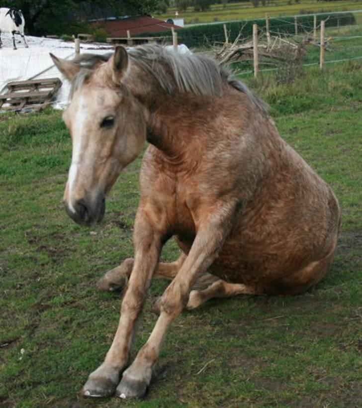 Anden særlig race Goldie - Uuuuh.. Det klør på nummeren. billede 10