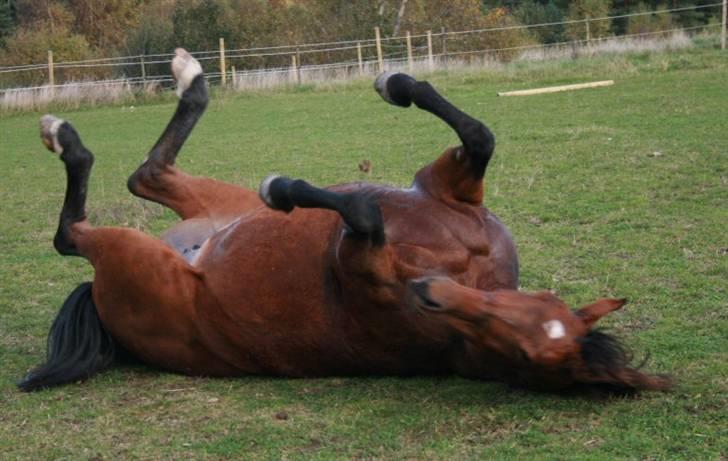 Dansk Varmblod Mølleåens Svetlana - En beskidt hest, der blot forsøger at blive endnu mere beskidt:-P billede 18