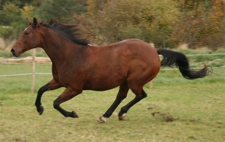 Dansk Varmblod Mølleåens Svetlana - Svetlana har spottet en bunke hø i den anden ende af marken billede 17