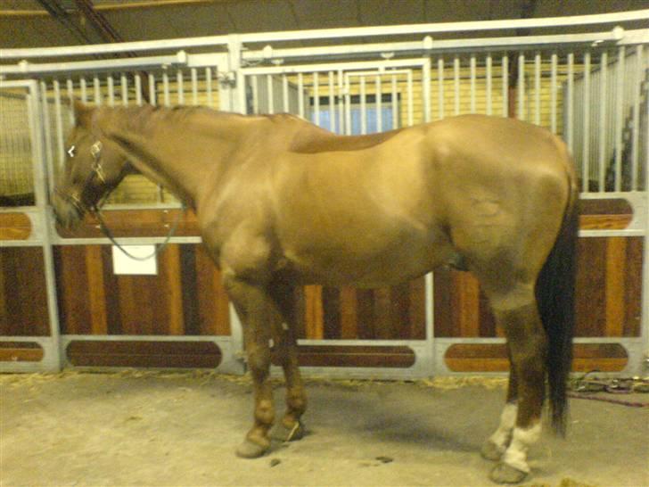 Dansk Varmblod Geronimo - så er hesten klippet.... billede 11