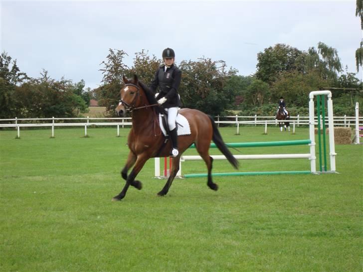 Anden særlig race Valentin af Rosenholm  - Førstespringstænve sevel  september Foto :  Amanda billede 18