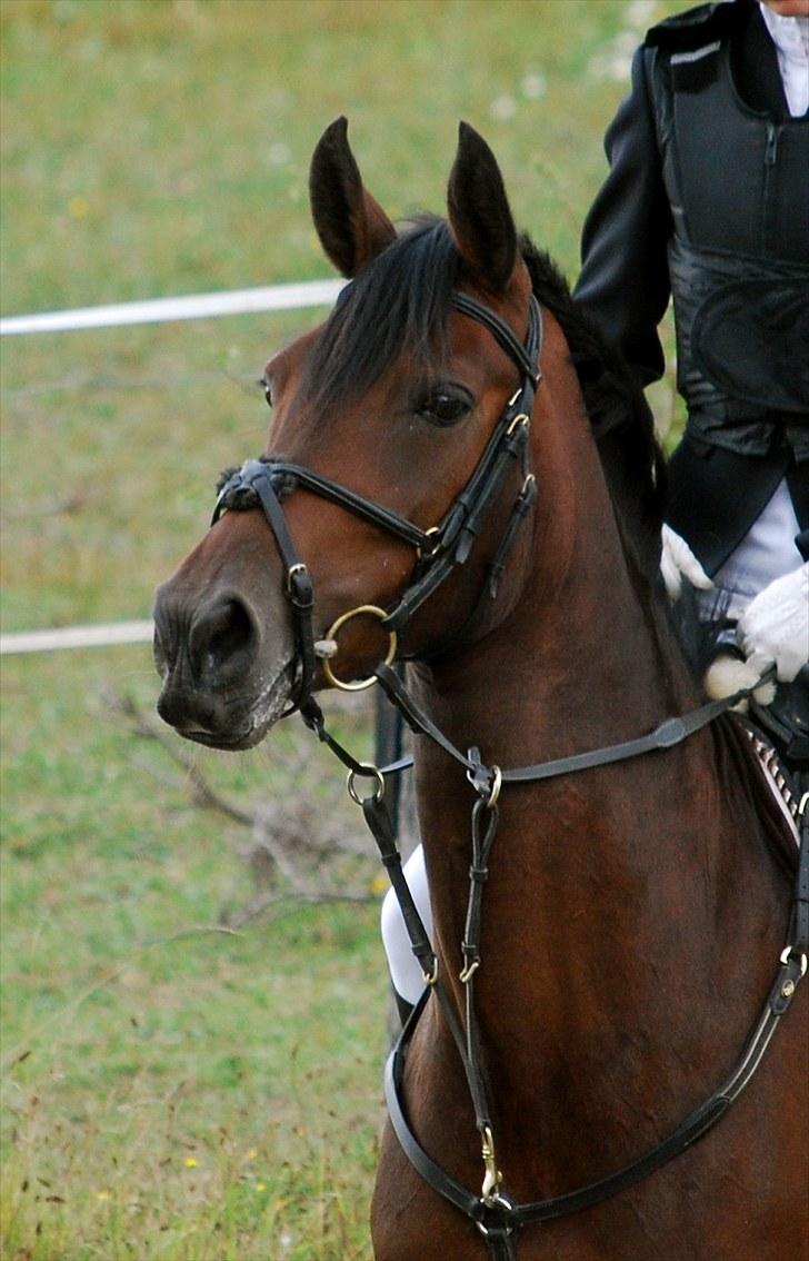 Anden særlig race Jolanda - 19 - 30. august 2009 så er hun dælme klar til at komme på banen! [Foto: Amalie ] billede 19