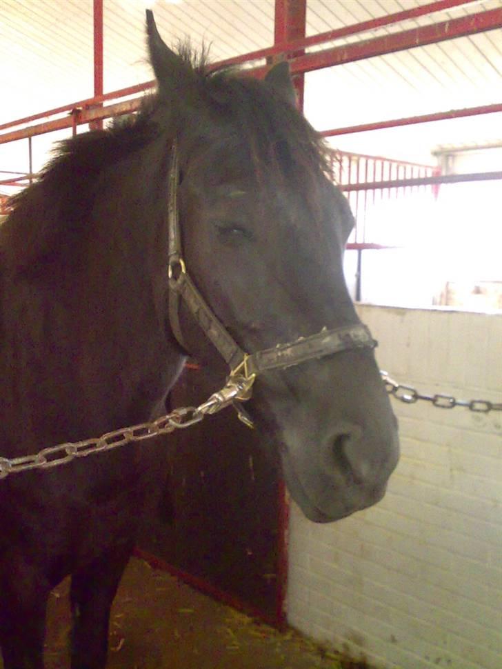 Anden særlig race Black Shadow - Solgt - okay Black er en meget søvnig hest.. :D oktober 2007 billede 11