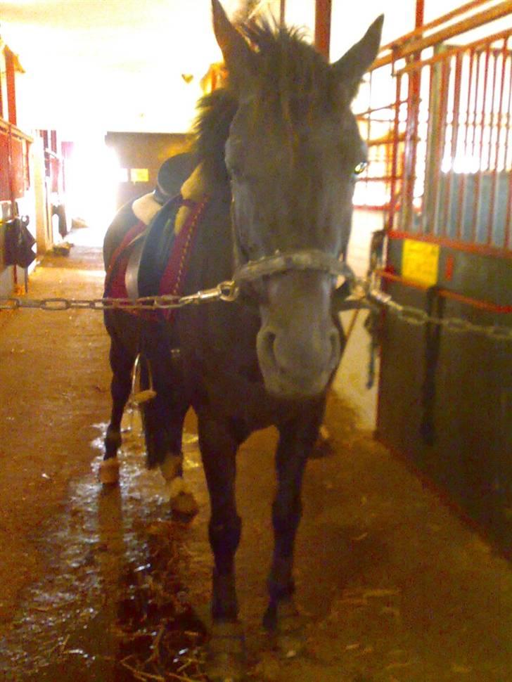 Anden særlig race Black Shadow - Solgt - lså ska vi ud at ride..:P så fiin vi kan stå på staldgangen... oktober 2007 billede 12