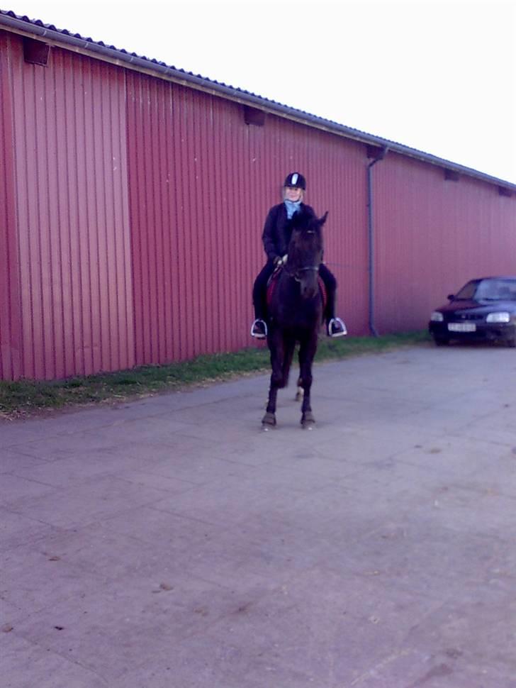 Anden særlig race Black Shadow - Solgt - færdig med en go ridetur... november 2007 billede 13