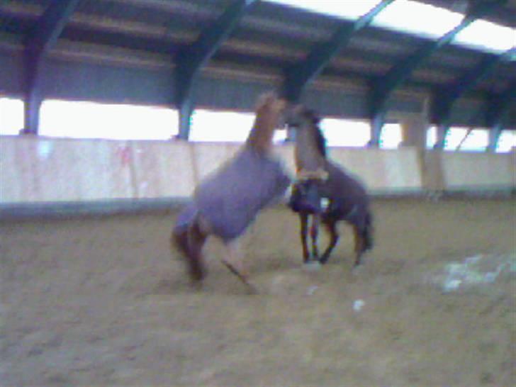 New Forest Prins, solgt - legebørn! :P<33 billede 20