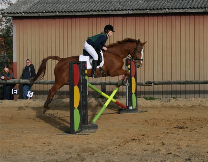 Dansk Varmblod Natjana billede 7