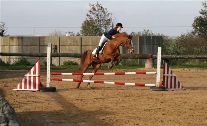 Dansk Varmblod Natjana billede 8