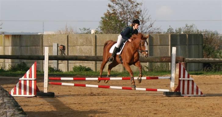 Dansk Varmblod Natjana billede 9