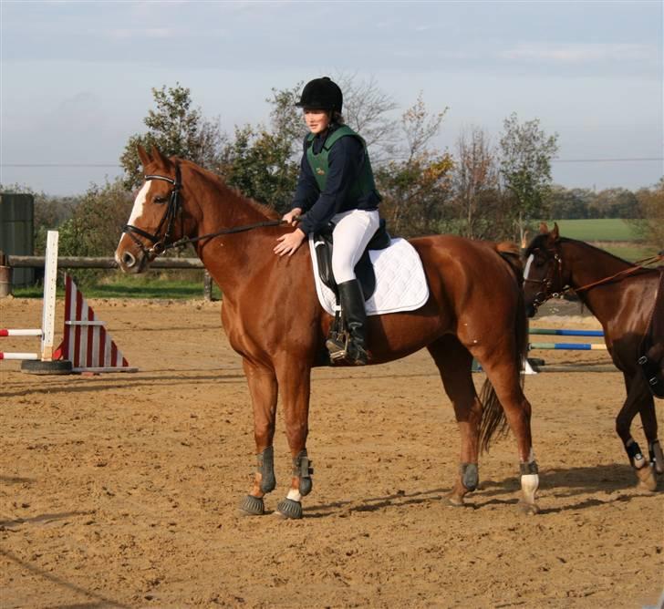 Dansk Varmblod Natjana billede 10