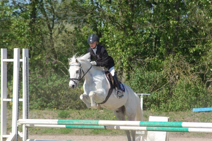 Anden særlig race Pascal - ´. billede 1