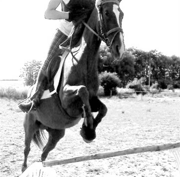 New Forest Terpstals Monday Melodie - Melodie 2009. billede 14