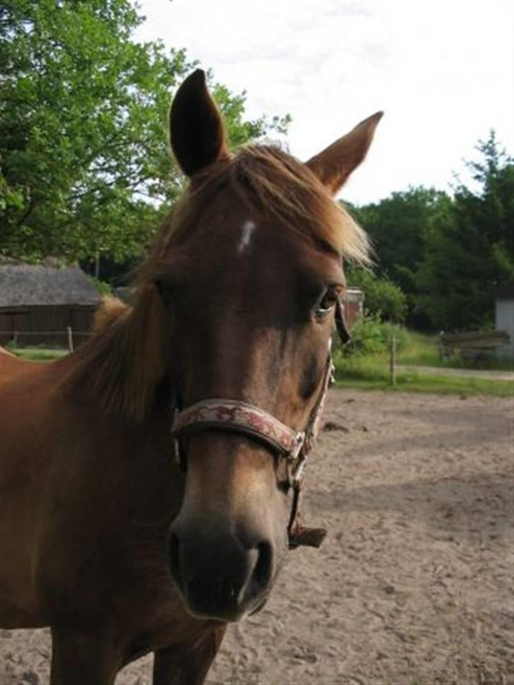 Anden særlig race Oliver - Prinsen tidl. pony billede 8