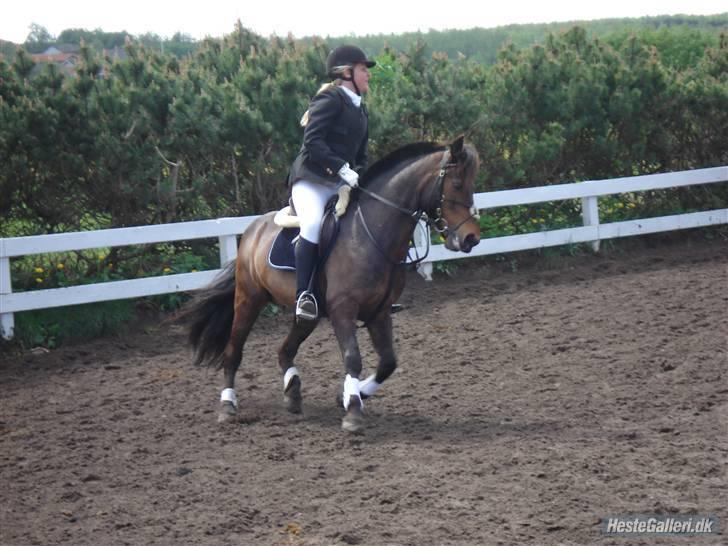 New Forest Askholm Alf (RIP) - Marie og Alf til deres sidste stævne. billede 10