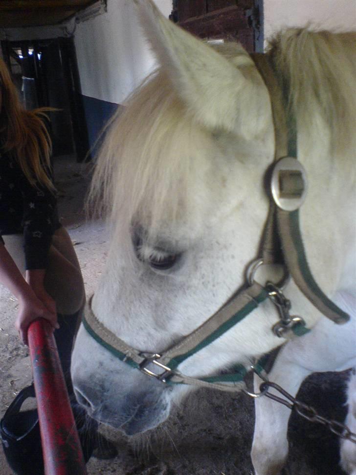 Anden særlig race Sibon - velkommen til sibons profil :) billede 1