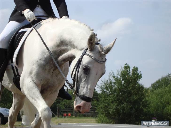 Anden særlig race Tip top skovly - hej og velkommen:D udridning sjm 2009 billede 1